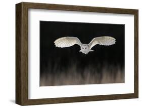 Barn Owl (Tyto alba) adult, in flight, hunting over meadow, Leicestershire-Martin Withers-Framed Photographic Print