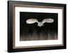 Barn Owl (Tyto alba) adult, in flight, hunting over meadow, Leicestershire-Martin Withers-Framed Photographic Print