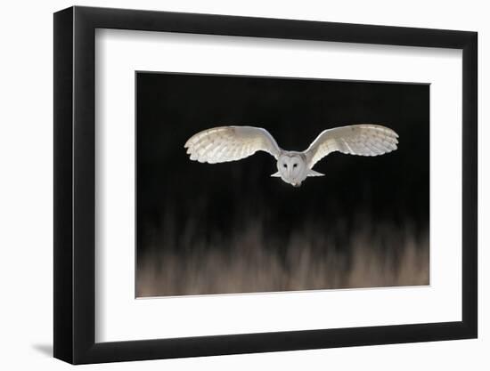 Barn Owl (Tyto alba) adult, in flight, hunting over meadow, Leicestershire-Martin Withers-Framed Photographic Print