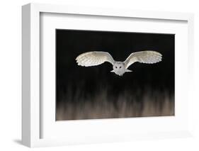 Barn Owl (Tyto alba) adult, in flight, hunting over meadow, Leicestershire-Martin Withers-Framed Photographic Print