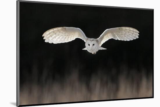 Barn Owl (Tyto alba) adult, in flight, hunting over meadow, Leicestershire-Martin Withers-Mounted Photographic Print