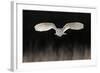 Barn Owl (Tyto alba) adult, in flight, hunting over meadow, Leicestershire-Martin Withers-Framed Photographic Print