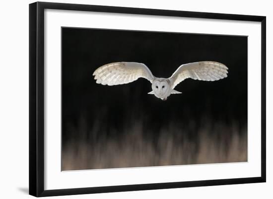 Barn Owl (Tyto alba) adult, in flight, hunting over meadow, Leicestershire-Martin Withers-Framed Photographic Print