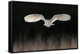 Barn Owl (Tyto alba) adult, in flight, hunting over meadow, Leicestershire-Martin Withers-Framed Stretched Canvas
