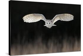 Barn Owl (Tyto alba) adult, in flight, hunting over meadow, Leicestershire-Martin Withers-Stretched Canvas