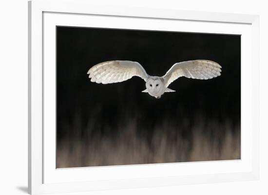 Barn Owl (Tyto alba) adult, in flight, hunting over meadow, Leicestershire-Martin Withers-Framed Photographic Print