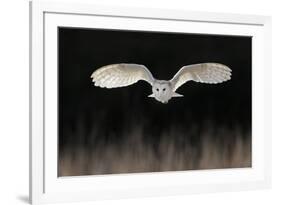 Barn Owl (Tyto alba) adult, in flight, hunting over meadow, Leicestershire-Martin Withers-Framed Photographic Print