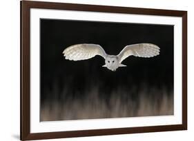 Barn Owl (Tyto alba) adult, in flight, hunting over meadow, Leicestershire-Martin Withers-Framed Photographic Print