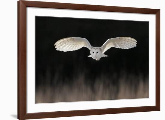 Barn Owl (Tyto alba) adult, in flight, hunting over meadow, Leicestershire-Martin Withers-Framed Photographic Print