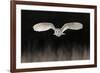 Barn Owl (Tyto alba) adult, in flight, hunting over meadow, Leicestershire-Martin Withers-Framed Photographic Print