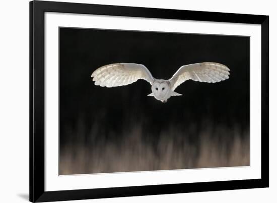 Barn Owl (Tyto alba) adult, in flight, hunting over meadow, Leicestershire-Martin Withers-Framed Photographic Print