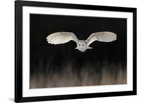 Barn Owl (Tyto alba) adult, in flight, hunting over meadow, Leicestershire-Martin Withers-Framed Photographic Print