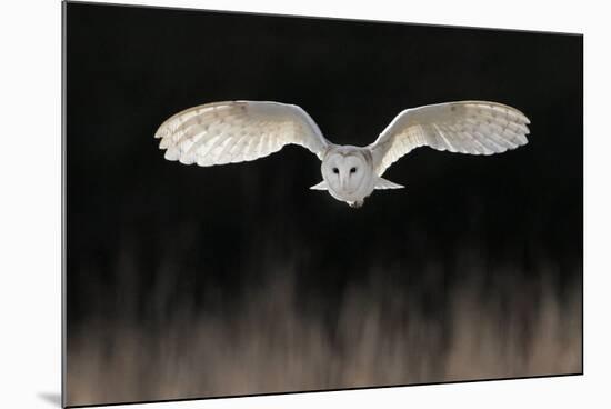 Barn Owl (Tyto alba) adult, in flight, hunting over meadow, Leicestershire-Martin Withers-Mounted Photographic Print