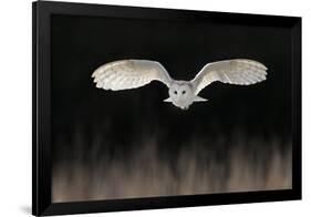 Barn Owl (Tyto alba) adult, in flight, hunting over meadow, Leicestershire-Martin Withers-Framed Photographic Print