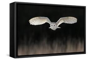 Barn Owl (Tyto alba) adult, in flight, hunting over meadow, Leicestershire-Martin Withers-Framed Stretched Canvas