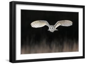 Barn Owl (Tyto alba) adult, in flight, hunting over meadow, Leicestershire-Martin Withers-Framed Photographic Print