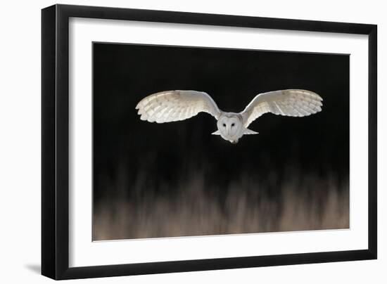 Barn Owl (Tyto alba) adult, in flight, hunting over meadow, Leicestershire-Martin Withers-Framed Photographic Print