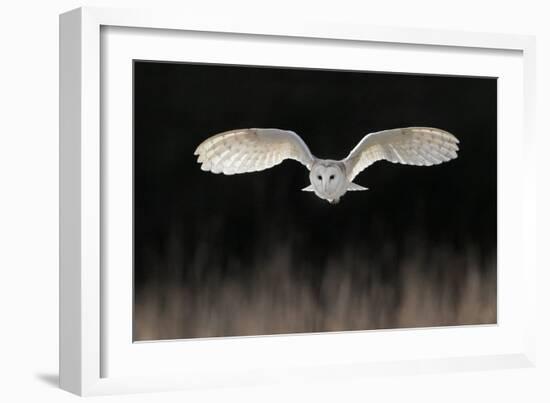 Barn Owl (Tyto alba) adult, in flight, hunting over meadow, Leicestershire-Martin Withers-Framed Photographic Print