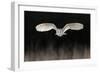 Barn Owl (Tyto alba) adult, in flight, hunting over meadow, Leicestershire-Martin Withers-Framed Photographic Print