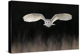 Barn Owl (Tyto alba) adult, in flight, hunting over meadow, Leicestershire-Martin Withers-Stretched Canvas