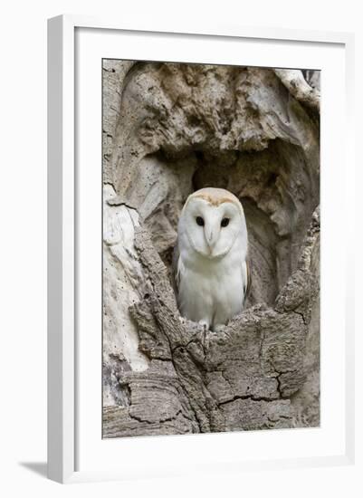 Barn Owl (Tyto alba) adult, perched in tree hollow, Suffolk, England-Paul Sawer-Framed Photographic Print