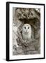 Barn Owl (Tyto alba) adult, perched in tree hollow, Suffolk, England-Paul Sawer-Framed Photographic Print