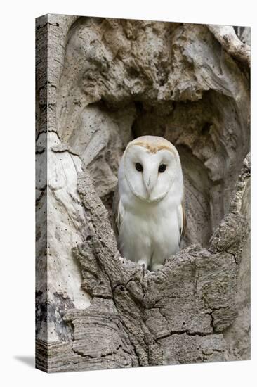 Barn Owl (Tyto alba) adult, perched in tree hollow, Suffolk, England-Paul Sawer-Stretched Canvas