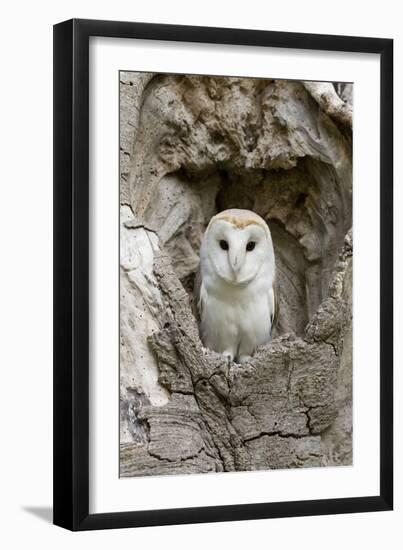 Barn Owl (Tyto alba) adult, perched in tree hollow, Suffolk, England-Paul Sawer-Framed Premium Photographic Print