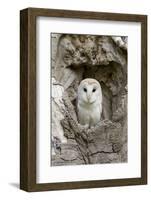 Barn Owl (Tyto alba) adult, perched in tree hollow, Suffolk, England-Paul Sawer-Framed Photographic Print
