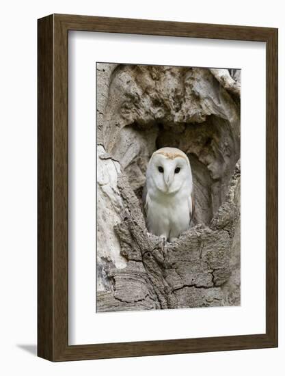 Barn Owl (Tyto alba) adult, perched in tree hollow, Suffolk, England-Paul Sawer-Framed Photographic Print