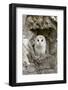 Barn Owl (Tyto alba) adult, perched in tree hollow, Suffolk, England-Paul Sawer-Framed Photographic Print