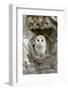 Barn Owl (Tyto alba) adult, perched in tree hollow, Suffolk, England-Paul Sawer-Framed Photographic Print