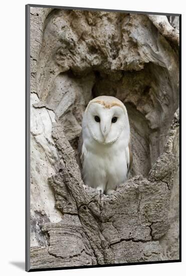 Barn Owl (Tyto alba) adult, perched in tree hollow, Suffolk, England-Paul Sawer-Mounted Photographic Print