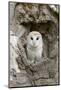 Barn Owl (Tyto alba) adult, perched in tree hollow, Suffolk, England-Paul Sawer-Mounted Photographic Print