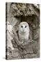 Barn Owl (Tyto alba) adult, perched in tree hollow, Suffolk, England-Paul Sawer-Stretched Canvas