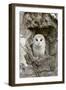 Barn Owl (Tyto alba) adult, perched in tree hollow, Suffolk, England-Paul Sawer-Framed Photographic Print