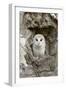 Barn Owl (Tyto alba) adult, perched in tree hollow, Suffolk, England-Paul Sawer-Framed Photographic Print