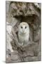 Barn Owl (Tyto alba) adult, perched in tree hollow, Suffolk, England-Paul Sawer-Mounted Photographic Print