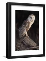 Barn Owl (Tyto Alba) Adult Perched on Fence Post at Dusk, Captive, Scotland, UK, March-Laurie Campbell-Framed Photographic Print