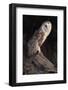 Barn Owl (Tyto Alba) Adult Perched on Fence Post at Dusk, Captive, Scotland, UK, March-Laurie Campbell-Framed Photographic Print