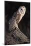 Barn Owl (Tyto Alba) Adult Perched on Fence Post at Dusk, Captive, Scotland, UK, March-Laurie Campbell-Mounted Photographic Print