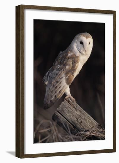 Barn Owl (Tyto Alba) Adult Perched on Fence Post at Dusk, Captive, Scotland, UK, March-Laurie Campbell-Framed Photographic Print