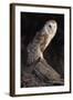 Barn Owl (Tyto Alba) Adult Perched on Fence Post at Dusk, Captive, Scotland, UK, March-Laurie Campbell-Framed Photographic Print