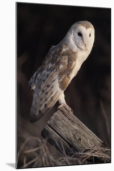 Barn Owl (Tyto Alba) Adult Perched on Fence Post at Dusk, Captive, Scotland, UK, March-Laurie Campbell-Mounted Photographic Print