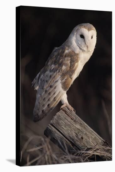 Barn Owl (Tyto Alba) Adult Perched on Fence Post at Dusk, Captive, Scotland, UK, March-Laurie Campbell-Stretched Canvas
