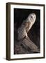 Barn Owl (Tyto Alba) Adult Perched on Fence Post at Dusk, Captive, Scotland, UK, March-Laurie Campbell-Framed Photographic Print