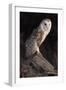 Barn Owl (Tyto Alba) Adult Perched on Fence Post at Dusk, Captive, Scotland, UK, March-Laurie Campbell-Framed Photographic Print