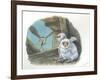 Barn Owl Tyto Alba Bringing Food to Chicks-null-Framed Giclee Print