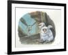 Barn Owl Tyto Alba Bringing Food to Chicks-null-Framed Giclee Print