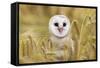 Barn Owl (Tyto Alba), Captive, Cumbria, England, United Kingdom, Europe-Ann & Steve Toon-Framed Stretched Canvas